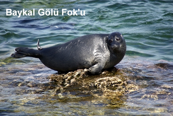 baykal gl foku ( Phoca sibirica)