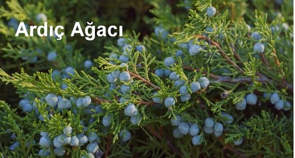 Ardıç nedir? Özellikleri nelerdir? Ardıç nedir? Özellikleri nelerdir?