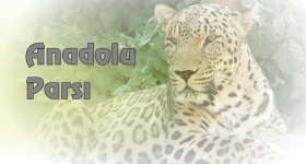 Anadolu pars nedir?