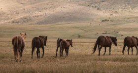 Karasal klim Nedir?