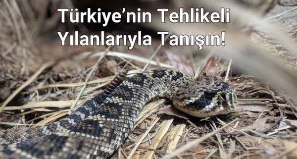 Türkiye‘deki Zehirli Yılan Türleri